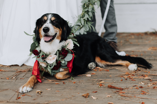 Include your dog in your wedding! Image